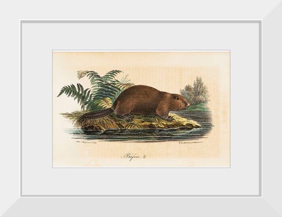 "Beaver (1834)", Wilhelm von Wright