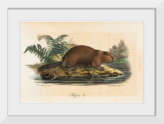 "Beaver (1834)", Wilhelm von Wright