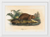 "Beaver (1834)", Wilhelm von Wright