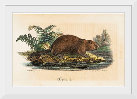 "Beaver (1834)", Wilhelm von Wright