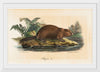 "Beaver (1834)", Wilhelm von Wright