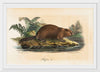 "Beaver (1834)", Wilhelm von Wright