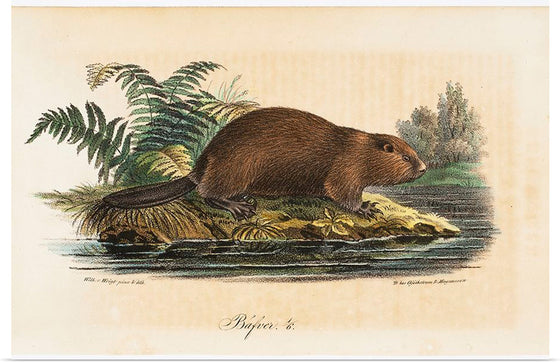 "Beaver (1834)", Wilhelm von Wright