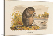  Introducing “Muskrat,” a captivating piece of artwork that brings the serene and natural world into your living space. This exquisite print captures a muskrat in its natural habitat, meticulously illustrated to showcase every intricate detail from its glossy fur to the gentle ripples in the water. The muskrat, poised and graceful, is depicted amidst lush greenery and calm waters, evoking a sense of tranquility and connection with nature.