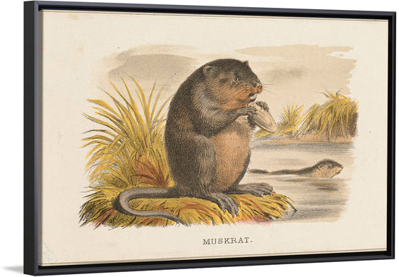 "Muskrat"