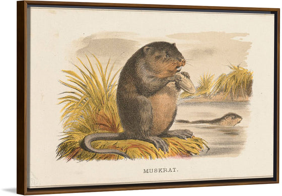 "Muskrat"