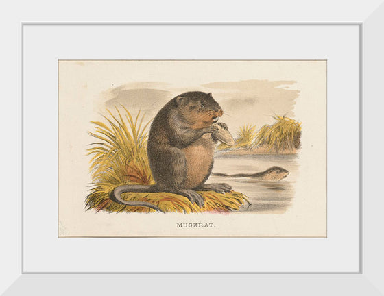 "Muskrat"