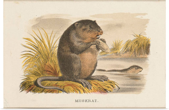 "Muskrat"