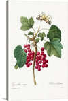 This is "Fruit, Red Currant from Choix des plus belles fleurs" (1827), by Pierre-Joseph Redouté. The red currant is a member of the genus ribes in the gooseberry family. It is native to Western Europe. 