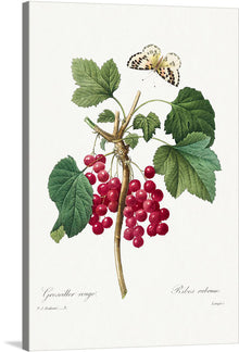  This is "Fruit, Red Currant from Choix des plus belles fleurs" (1827), by Pierre-Joseph Redouté. The red currant is a member of the genus ribes in the gooseberry family. It is native to Western Europe. 