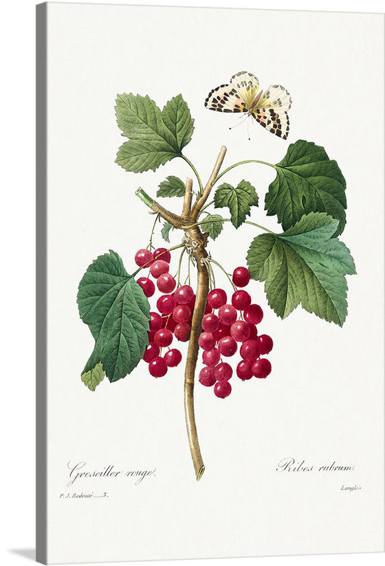 This is "Fruit, Red Currant from Choix des plus belles fleurs" (1827), by Pierre-Joseph Redouté. The red currant is a member of the genus ribes in the gooseberry family. It is native to Western Europe. 