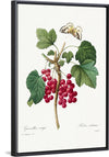 "Red Currant from Choix des plus belles fleurs", Pierre-Joseph Redouté