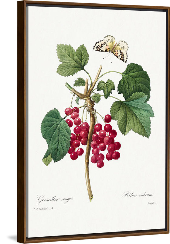 "Red Currant from Choix des plus belles fleurs", Pierre-Joseph Redouté