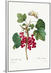 "Red Currant from Choix des plus belles fleurs", Pierre-Joseph Redouté
