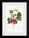 "Red Currant from Choix des plus belles fleurs", Pierre-Joseph Redouté