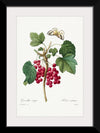 "Red Currant from Choix des plus belles fleurs", Pierre-Joseph Redouté