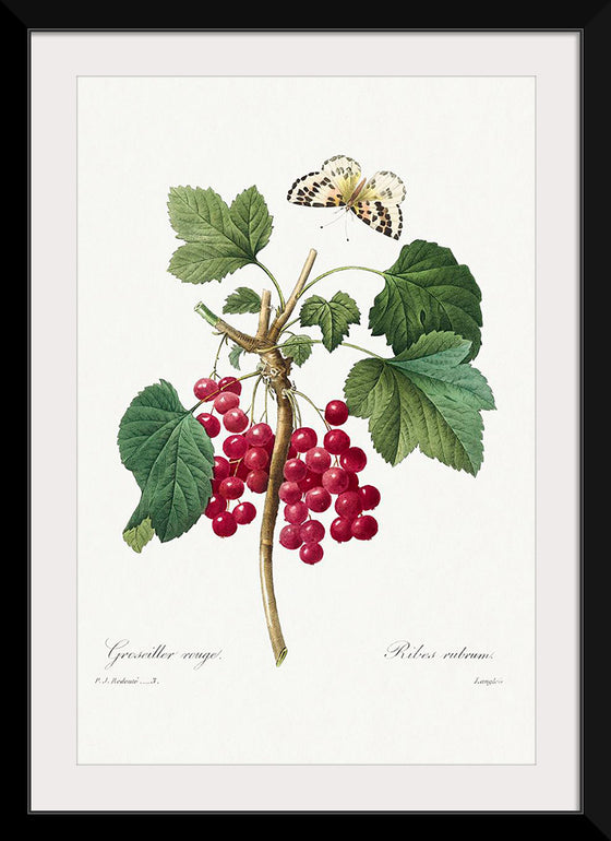 "Red Currant from Choix des plus belles fleurs", Pierre-Joseph Redouté