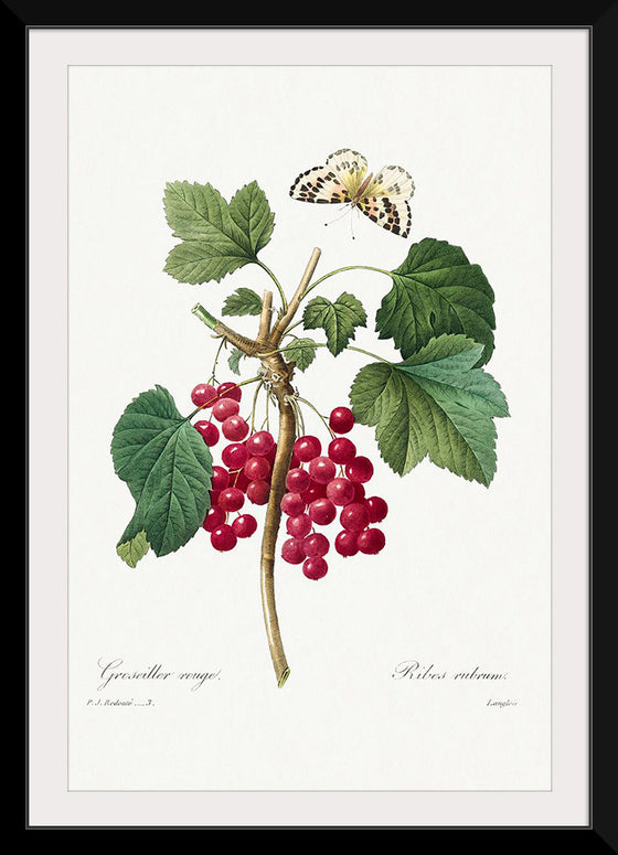 "Red Currant from Choix des plus belles fleurs", Pierre-Joseph Redouté