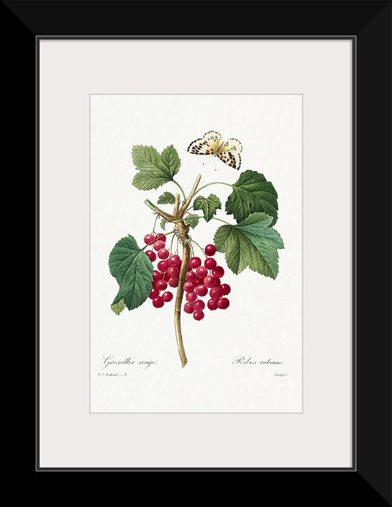 "Red Currant from Choix des plus belles fleurs", Pierre-Joseph Redouté