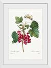 "Red Currant from Choix des plus belles fleurs", Pierre-Joseph Redouté