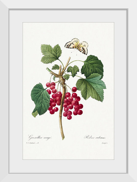 "Red Currant from Choix des plus belles fleurs", Pierre-Joseph Redouté