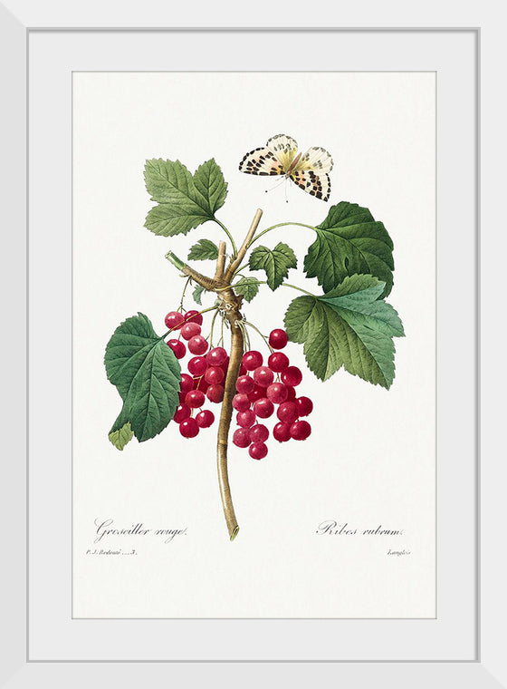 "Red Currant from Choix des plus belles fleurs", Pierre-Joseph Redouté