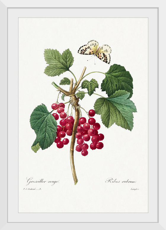 "Red Currant from Choix des plus belles fleurs", Pierre-Joseph Redouté