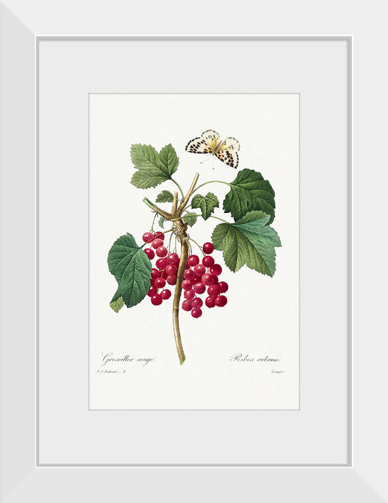 "Red Currant from Choix des plus belles fleurs", Pierre-Joseph Redouté