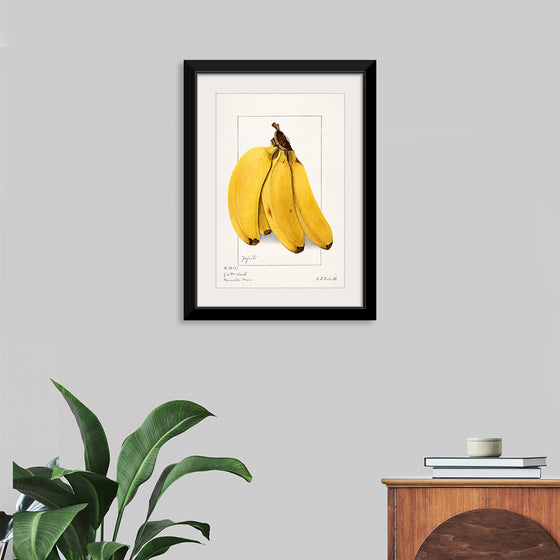 "Bananas (Musa) (1904)", Ellen Isham Schutt