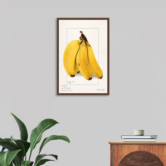 "Bananas (Musa) (1904)", Ellen Isham Schutt