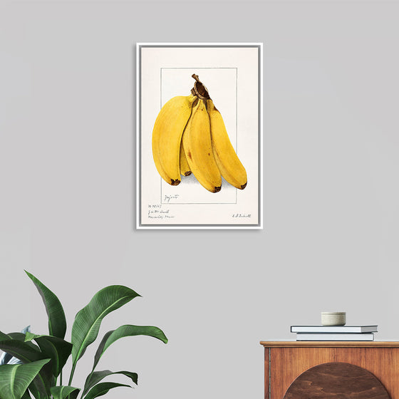 "Bananas (Musa) (1904)", Ellen Isham Schutt