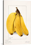 This beautiful print of bananas is a perfect addition to any kitchen or dining space. The detailed illustration and warm colors will add a touch of sophistication and charm to your home. The bananas are yellow with brown spots and are slightly curved, arranged in a bunch with the stems at the top. 