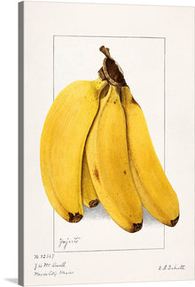  This beautiful print of bananas is a perfect addition to any kitchen or dining space. The detailed illustration and warm colors will add a touch of sophistication and charm to your home. The bananas are yellow with brown spots and are slightly curved, arranged in a bunch with the stems at the top. 