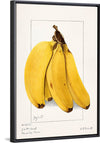 "Bananas (Musa) (1904)", Ellen Isham Schutt