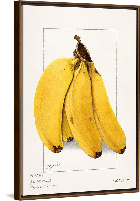 "Bananas (Musa) (1904)", Ellen Isham Schutt