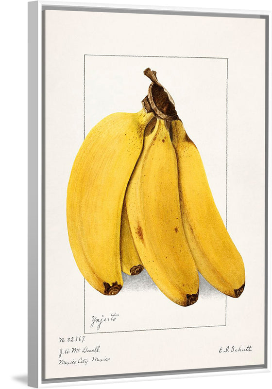 "Bananas (Musa) (1904)", Ellen Isham Schutt