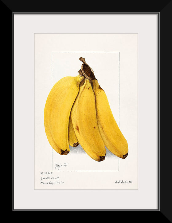 "Bananas (Musa) (1904)", Ellen Isham Schutt