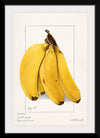 "Bananas (Musa) (1904)", Ellen Isham Schutt