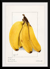 "Bananas (Musa) (1904)", Ellen Isham Schutt