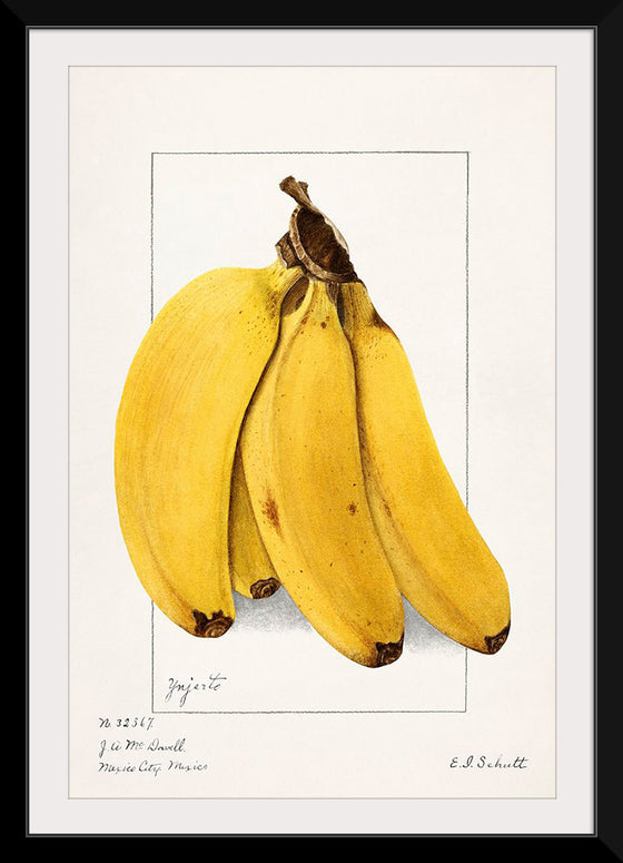 "Bananas (Musa) (1904)", Ellen Isham Schutt