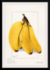 "Bananas (Musa) (1904)", Ellen Isham Schutt