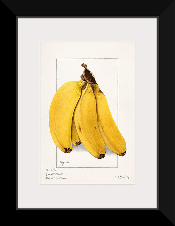 "Bananas (Musa) (1904)", Ellen Isham Schutt