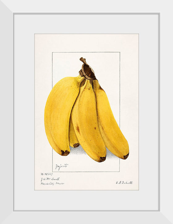 "Bananas (Musa) (1904)", Ellen Isham Schutt