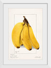 "Bananas (Musa) (1904)", Ellen Isham Schutt