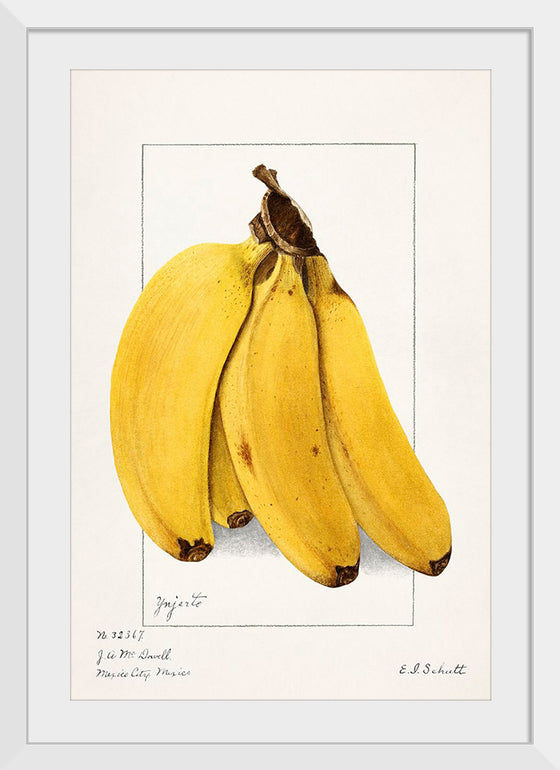 "Bananas (Musa) (1904)", Ellen Isham Schutt