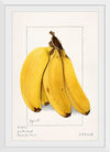 "Bananas (Musa) (1904)", Ellen Isham Schutt