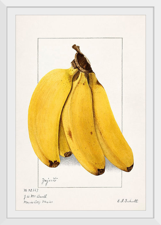 "Bananas (Musa) (1904)", Ellen Isham Schutt