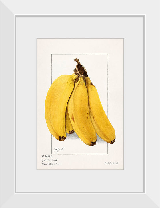 "Bananas (Musa) (1904)", Ellen Isham Schutt