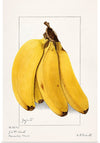 "Bananas (Musa) (1904)", Ellen Isham Schutt