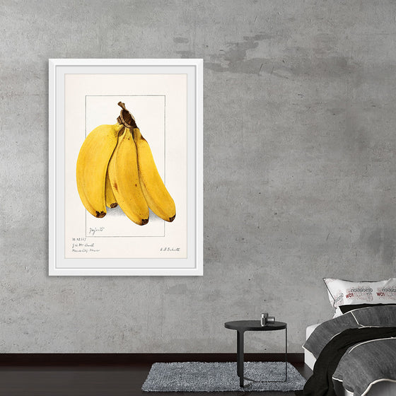 "Bananas (Musa) (1904)", Ellen Isham Schutt